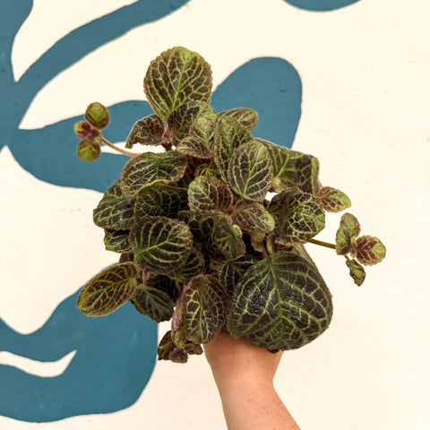 Episcia cupreata 'Shimmer' - Flame Violet - Sprouts of Bristol
