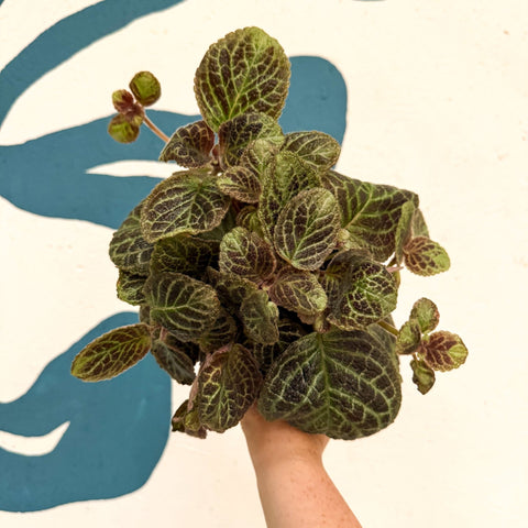 Episcia cupreata 'Shimmer' - Flame Violet - Sprouts of Bristol