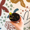 Eranthis hyemalis – Potted Winter Aconite Bulbs - Sprouts of Bristol