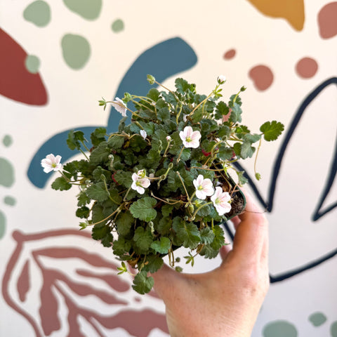 Erodium × variabile ‘Album’ - Cotswold Grown Perennial - Sprouts of Bristol