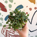 Erodium × variabile ‘Album’ - Cotswold Grown Perennial - Sprouts of Bristol