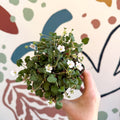 Erodium × variabile ‘Album’ - Cotswold Grown Perennial - Sprouts of Bristol
