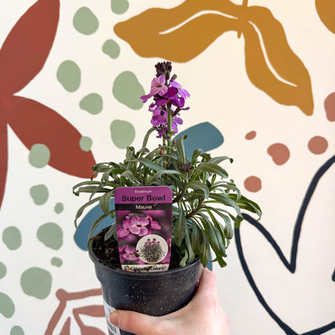 Erysimum 'Bowles's Mauve' - Wallflower - British Grown Perennial - Sprouts of Bristol