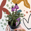 Erysimum 'Bowles's Mauve' - Wallflower - British Grown Perennial - Sprouts of Bristol