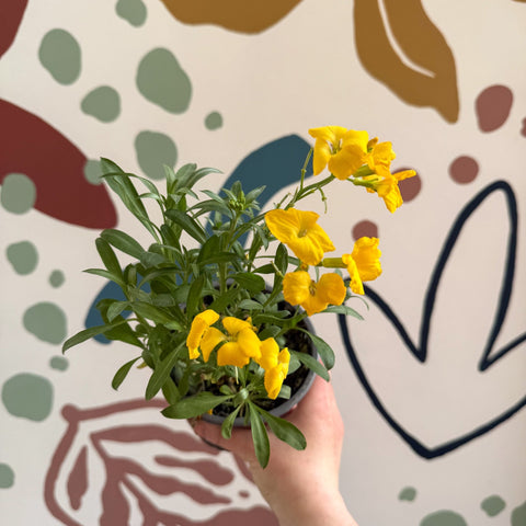 Erysimum cheiri 'Sugar Rush Garden Mix' - Wallflower - British Grown - Sprouts of Bristol