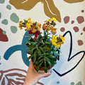 Erysimum 'Orange' - Wallflower - Sprouts of Bristol