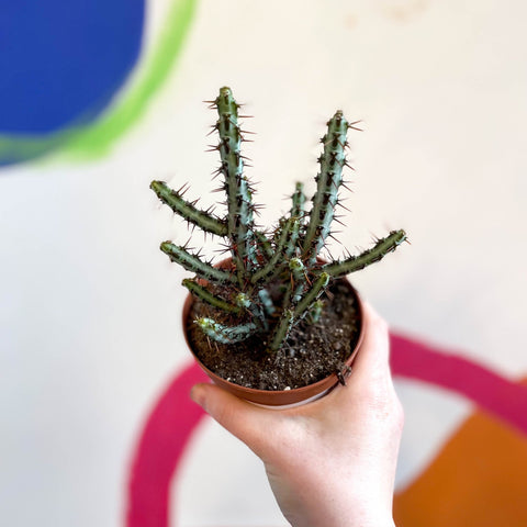Euphorbia aeruginosa - Sprouts of Bristol