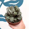 Euphorbia horrida 'Alba' – African Milk Barrel - Sprouts of Bristol
