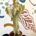 Euphorbia ingens 'Marmorata' - Marbled Candelabra Tree - Sprouts of Bristol