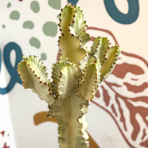 Euphorbia ingens 'Marmorata' - Marbled Candelabra Tree - Sprouts of Bristol