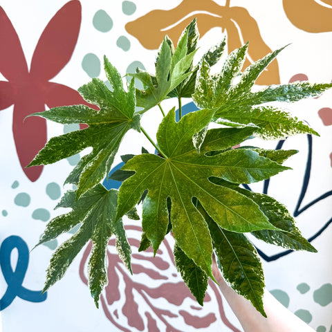 Fatsia japonica ‘Variegata’ - Spider's Web Paper Plant - Sprouts of Bristol
