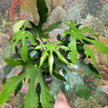 Fatsia polycarpa ‘Green Fingers’ - Sprouts of Bristol