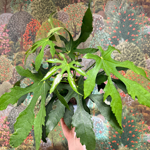 Fatsia polycarpa ‘Green Fingers’ - Sprouts of Bristol