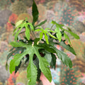 Fatsia polycarpa ‘Green Fingers’ - Sprouts of Bristol