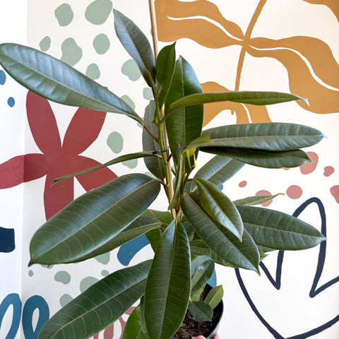 Ficus americana 'Tresor' - Sprouts of Bristol