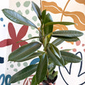 Ficus americana 'Tresor' - Sprouts of Bristol
