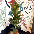 Ficus benghalensis ‘Joy' - Bengal Fig - Sprouts of Bristol