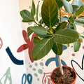Ficus benghalensis 'Petite Audrey' - Bengal Fig - Sprouts of Bristol