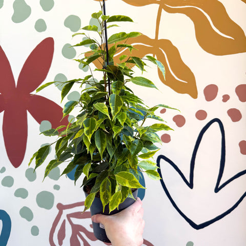 Ficus benjamina 'Anastasia' - Weeping Fig - Sprouts of Bristol