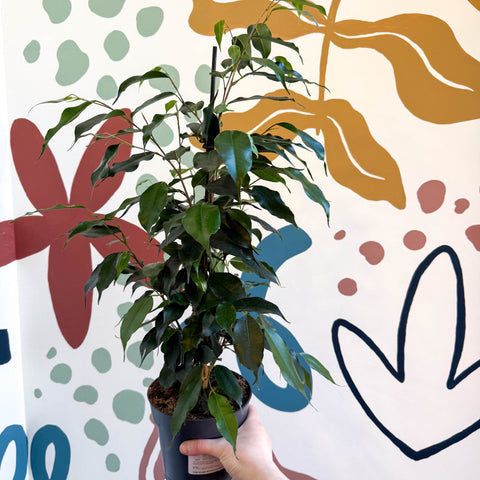 Ficus benjamina 'Danielle' - Weeping Fig - Sprouts of Bristol