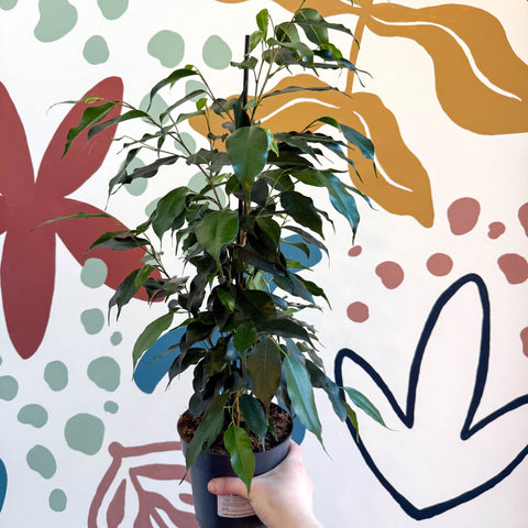 Ficus benjamina 'Danielle' - Weeping Fig - Sprouts of Bristol