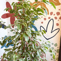 Ficus benjamina 'Golden King' - Weeping Fig - Sprouts of Bristol