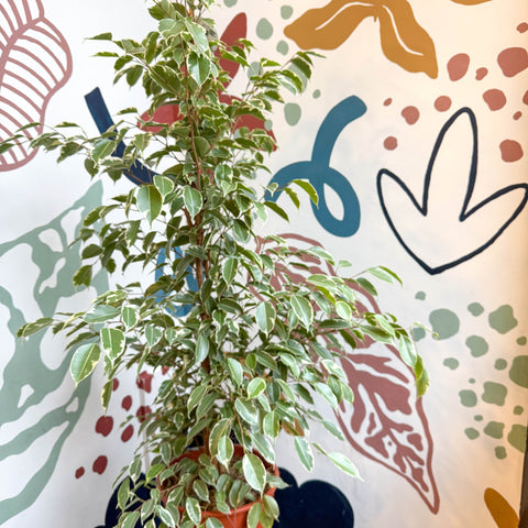 Ficus benjamina 'Golden King' - Weeping Fig - Sprouts of Bristol