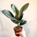 Ficus elastica 'Robusta' - Rubber Plant - Sprouts of Bristol