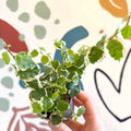 Ficus pumila 'Bellus' - Creeping Fig - Sprouts of Bristol