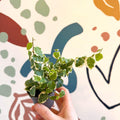 Ficus pumila 'Bellus' - Creeping Fig - Sprouts of Bristol