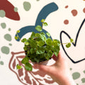 Ficus pumila 'Green Sunny' - Creeping Fig - Sprouts of Bristol