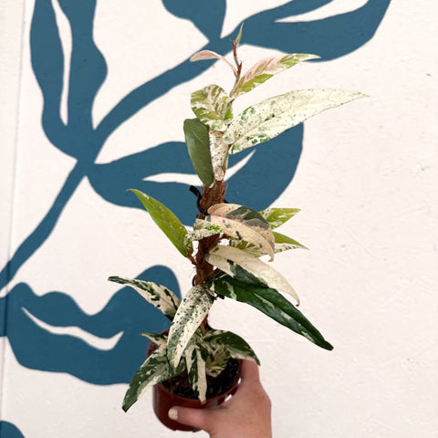 Ficus sagittata ‘Variegata Pink’ - Sprouts of Bristol