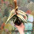 Ficus sagittata ‘Variegata Pink’ - Sprouts of Bristol