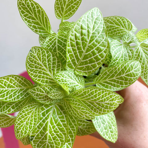 Fittonia argyroneura 'Mini Lemon' - Sprouts of Bristol
