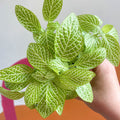 Fittonia argyroneura 'Mini Lemon' - Sprouts of Bristol