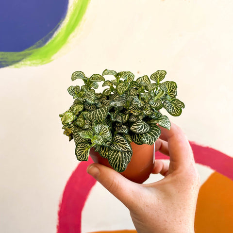 Fittonia argyroneura 'Mosaic Shadow' - Sprouts of Bristol
