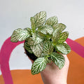 Fittonia argyroneura 'Purple Snow Anne' - Sprouts of Bristol