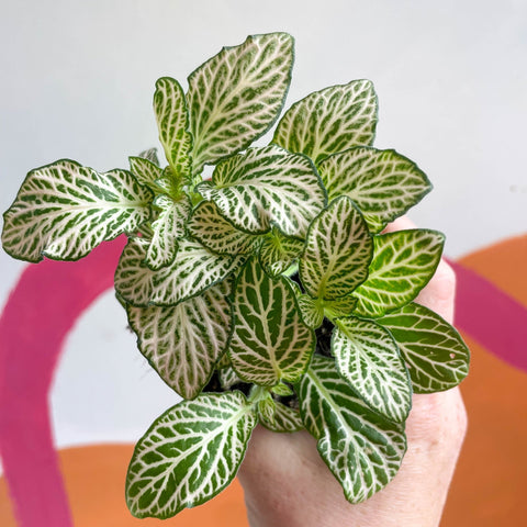 Fittonia argyroneura 'Purple Snow Anne' - Sprouts of Bristol