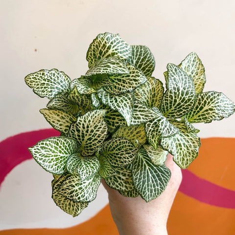 Fittonia argyroneura 'White Anne' - Sprouts of Bristol
