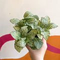Fittonia argyroneura 'White Anne' - Sprouts of Bristol