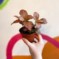 Fittonia verschaffeltii 'Josan' - Sprouts of Bristol