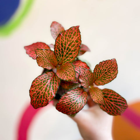 Fittonia verschaffeltii 'Josan' - Sprouts of Bristol
