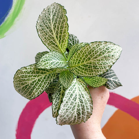 Fittonia verschaffeltii 'Purple Anne' - Sprouts of Bristol