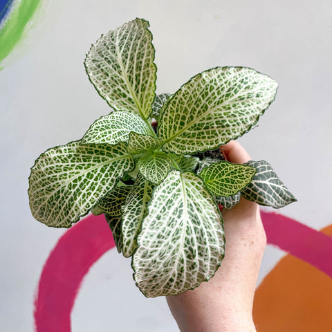 Fittonia verschaffeltii 'Purple Anne' - Sprouts of Bristol