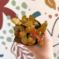 Fittonia verschaffeltii 'Skeleton' - Sprouts of Bristol
