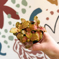 Fittonia verschaffeltii 'Skeleton' - Sprouts of Bristol