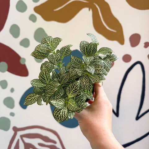 Fittonia verschaffeltii 'White Joly Josan' - Sprouts of Bristol