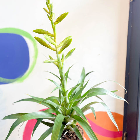 Flaming Sword Bromeliad - Tillandsia oerstediana - Sprouts of Bristol