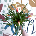 Flaming Sword Bromeliad - Vriesea 'Shannon' - Sprouts of Bristol