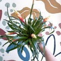 Flaming Sword Bromeliad - Vriesea 'Shannon' - Sprouts of Bristol